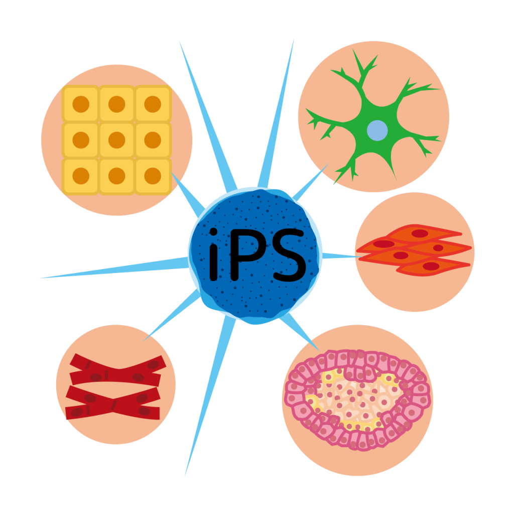 iPS細胞について